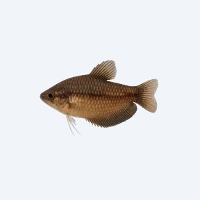 Vaillant's Chocolate Gourami (Sphaerichthys vaillanti) in a planted freshwater aquarium