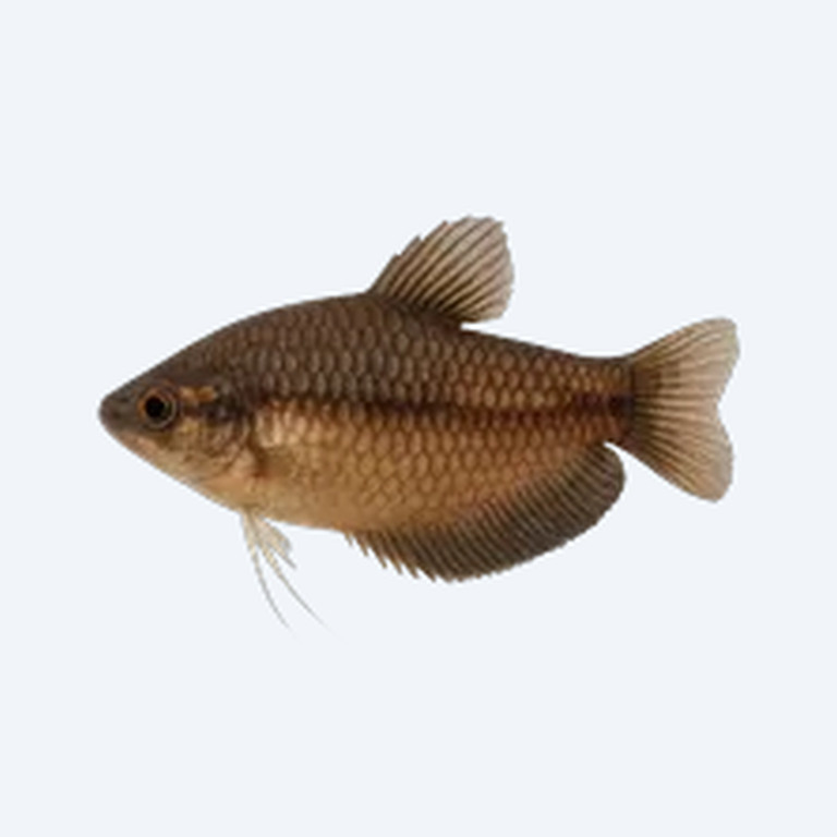 Vaillant's Chocolate Gourami (Sphaerichthys vaillanti) in a freshwater aquarium