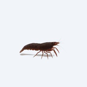 Vampire Shrimp (Atya gabonensis) in a planted freshwater aquarium