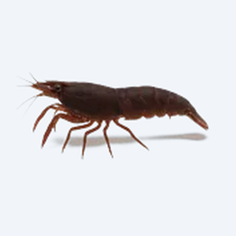 Vampire Shrimp (Atya gabonensis) in a freshwater aquarium