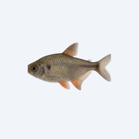 Vampire Tetra (Characidae sp.) in a planted freshwater aquarium