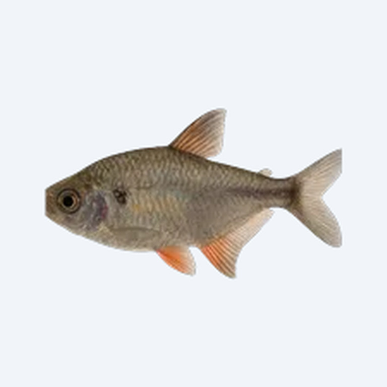 Vampire Tetra (Characidae sp.) in a freshwater aquarium