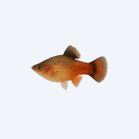Variable Platy (Xiphophorus variatus) in a planted freshwater aquarium