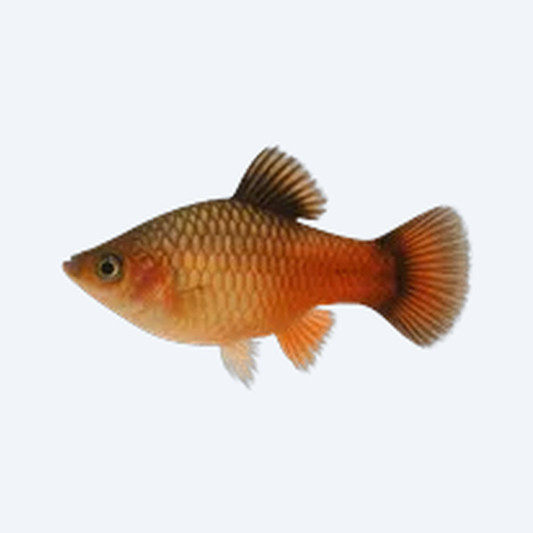 Variable Platy (Xiphophorus variatus) in a freshwater aquarium