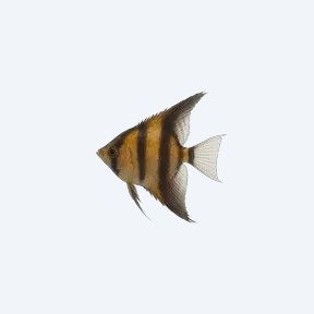 Veil Angelfish (Pterophyllum scalare) in a planted freshwater aquarium