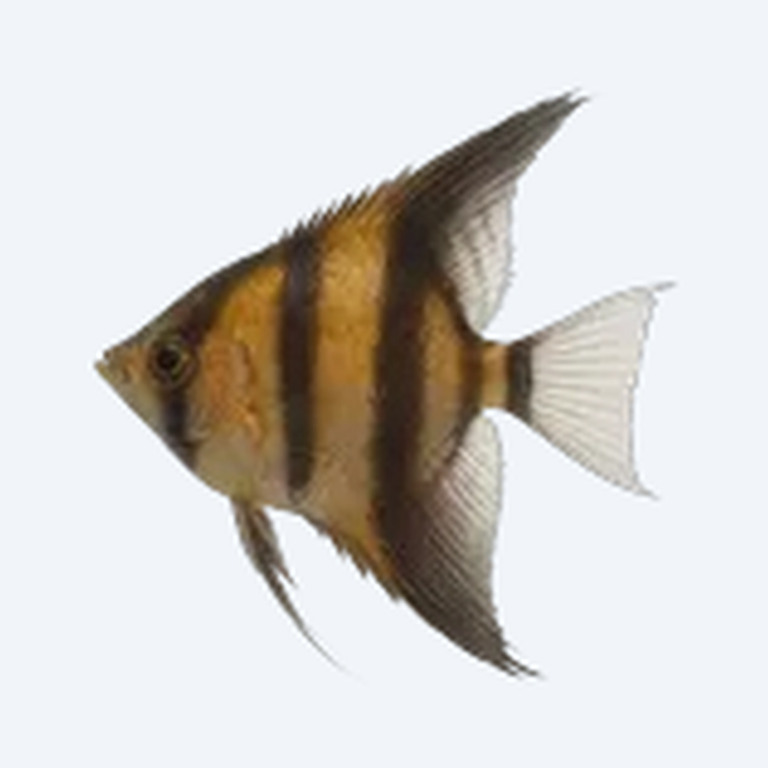 Veil Angelfish (Pterophyllum scalare) in a planted freshwater aquarium