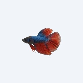 Veiltail Betta (Betta splendens) in a planted freshwater aquarium