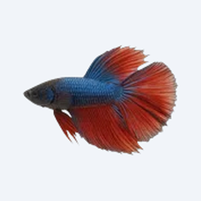 Veiltail Betta (Betta splendens) in a freshwater aquarium