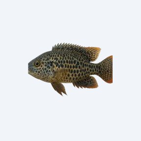 Venustus Cichlid (Cichlidae sp.) in a planted freshwater aquarium