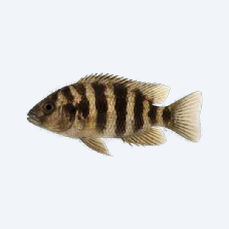 Venustus Cichlid (Cichlidae sp.) in a freshwater aquarium