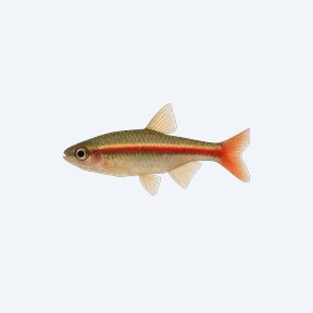 Vietnamese Cardinal Minnow (Tanichthys sp.) in a planted freshwater aquarium