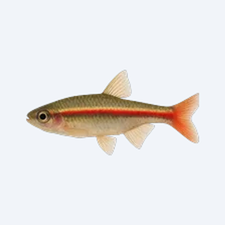 Vietnamese Cardinal Minnow (Tanichthys sp.) in a freshwater aquarium