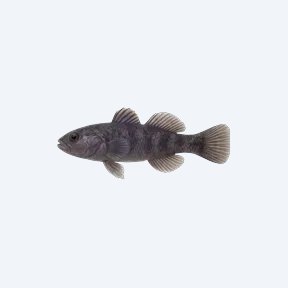 Violet Goby (Gobioides broussonnetii) in a planted freshwater aquarium