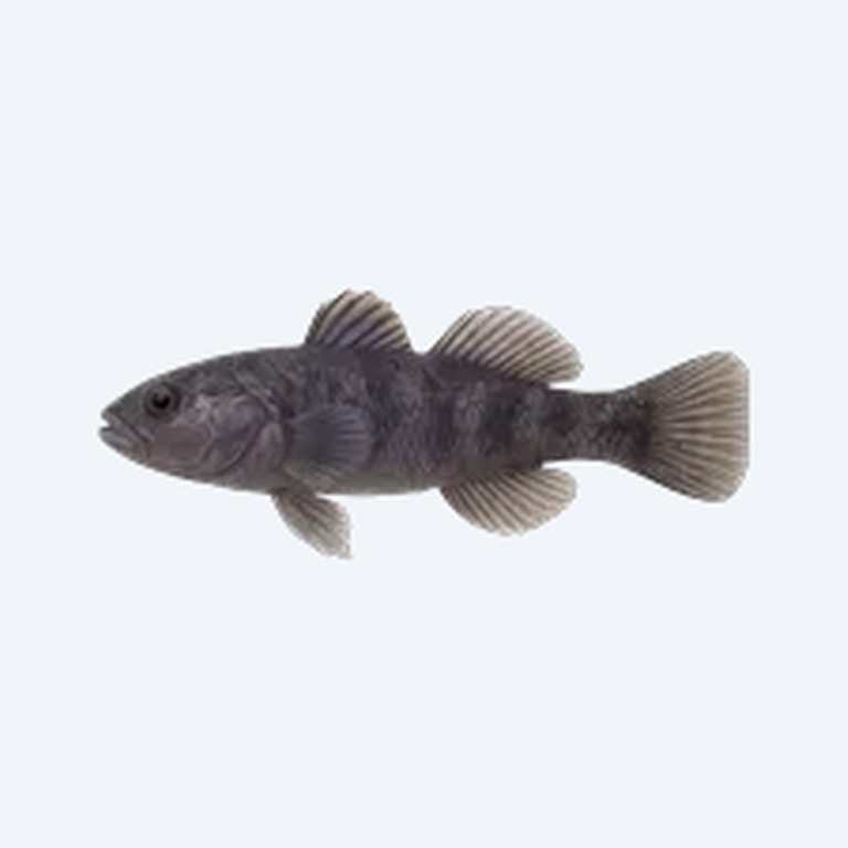 Violet Goby (Gobioides broussonnetii) in a planted freshwater aquarium