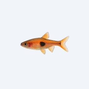 Volcano Rasbora (Rasbora sp.) in a planted freshwater aquarium