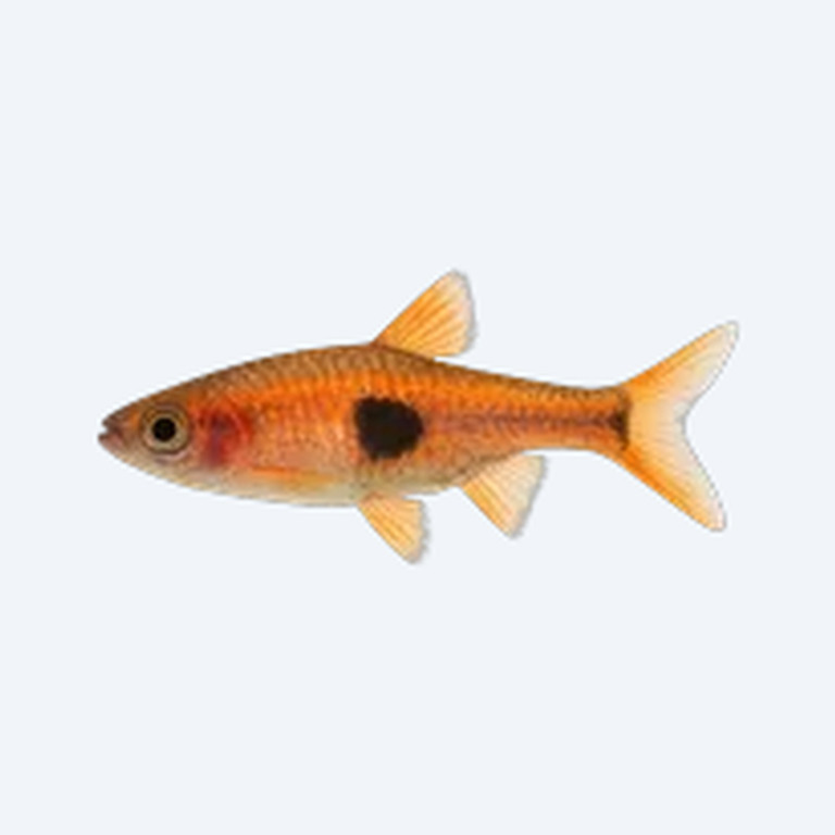 Volcano Rasbora (Rasbora sp.) in a freshwater aquarium