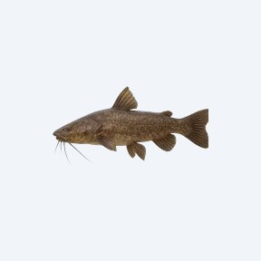 Vulture Catfish (Siluriformes sp.) in a planted freshwater aquarium