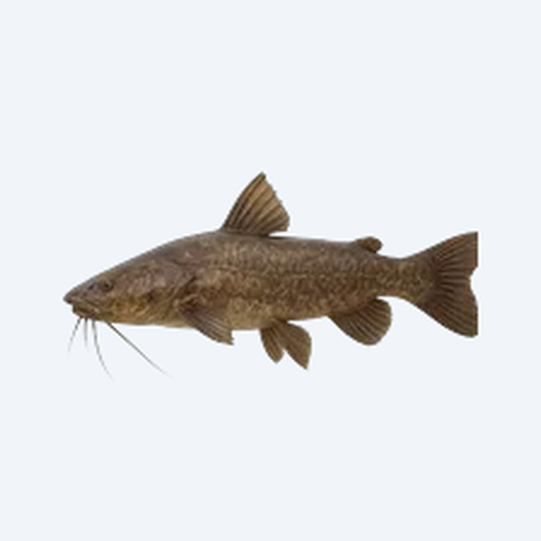 Vulture Catfish (Siluriformes sp.) in a freshwater aquarium