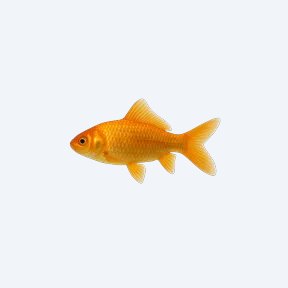 Wakin Goldfish (Carassius auratus) in a planted freshwater aquarium