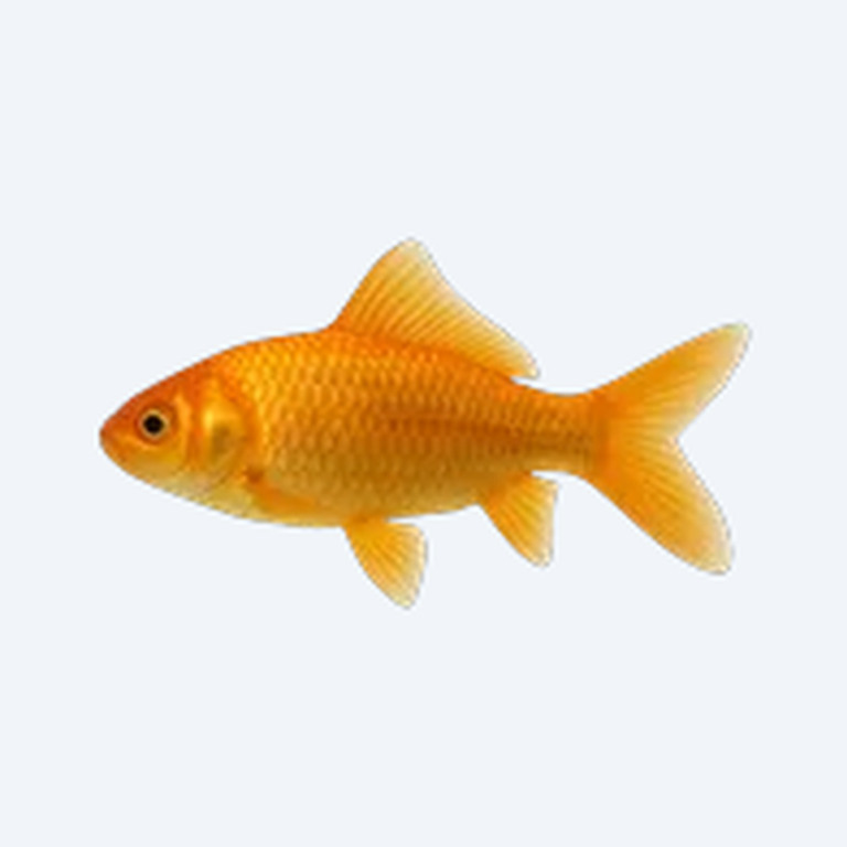 Wakin Goldfish (Carassius auratus) in a planted freshwater aquarium