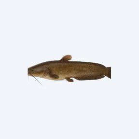 Walking Catfish (Clarias batrachus) in a planted freshwater aquarium