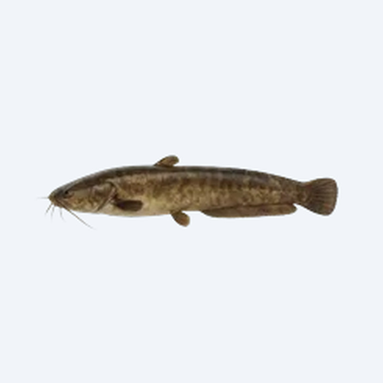 Walking Catfish (Clarias batrachus) in a freshwater aquarium
