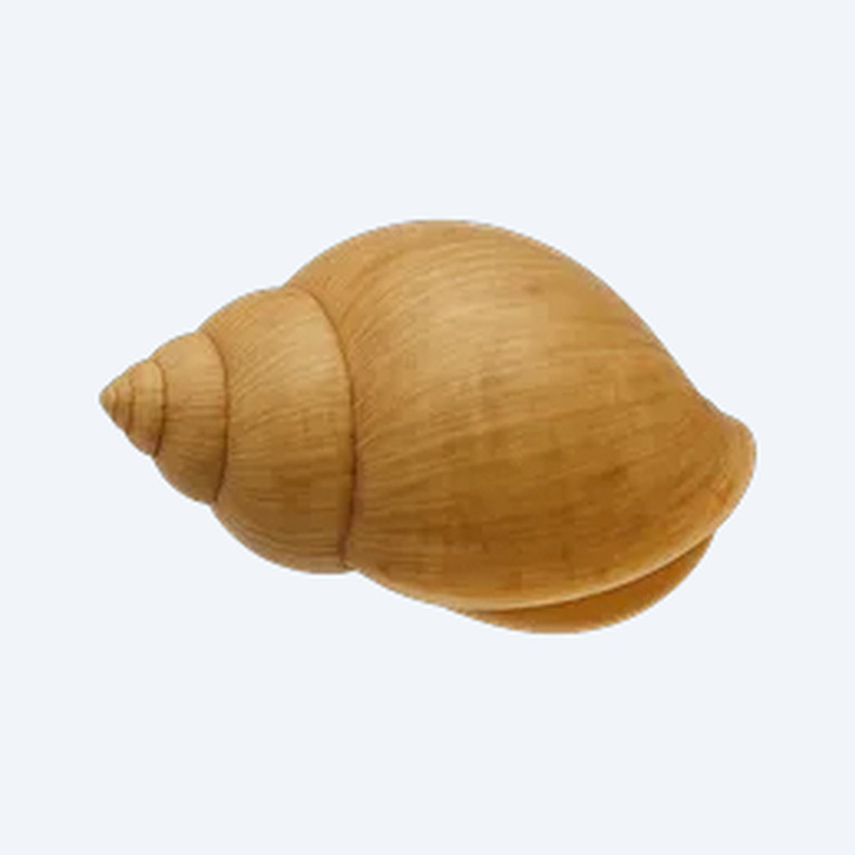 Wandering Snail (Lymnaea stagnalis) in a freshwater aquarium