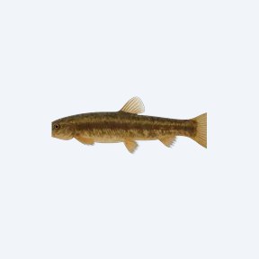 Weather Loach (Misgurnus anguillicaudatus) in a planted freshwater aquarium