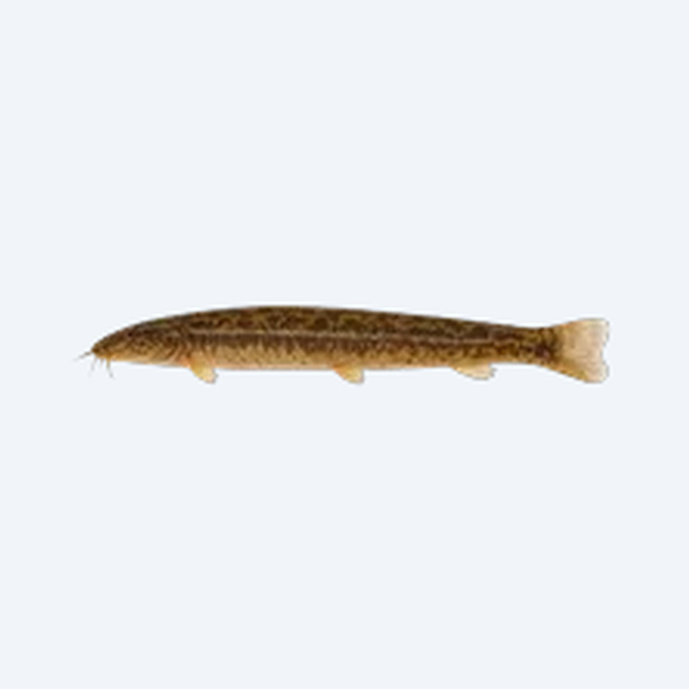 Weather Loach (Misgurnus anguillicaudatus) in a freshwater aquarium