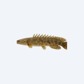 West African Bichir (Polypterus senegalus) in a planted freshwater aquarium