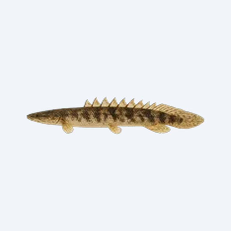 West African Bichir (Polypterus senegalus) in a planted freshwater aquarium