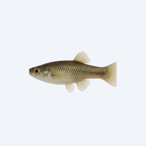 Western Mosquitofish (Gambusia affinis) in a planted freshwater aquarium