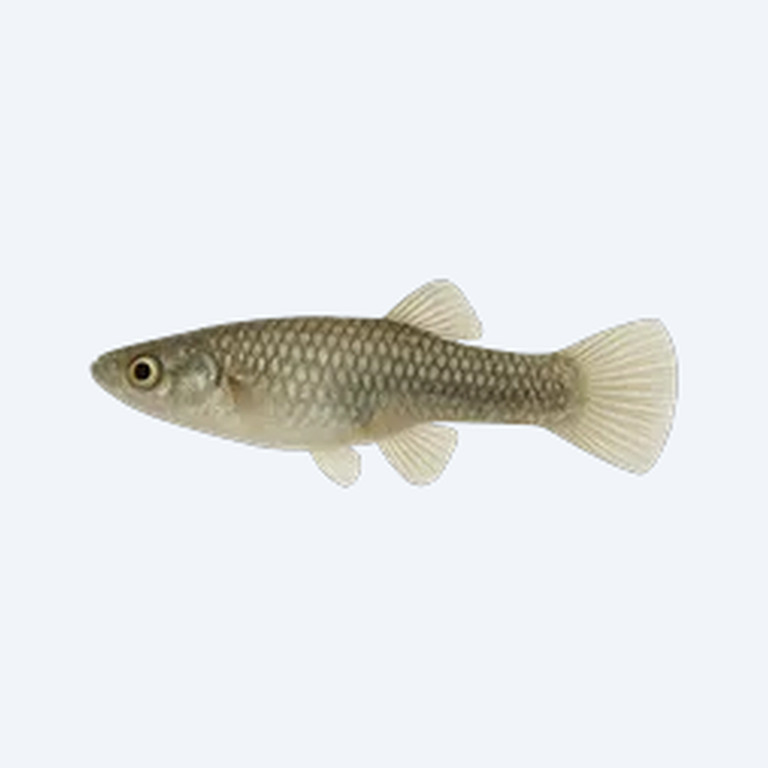 Western Mosquitofish (Gambusia affinis) in a freshwater aquarium
