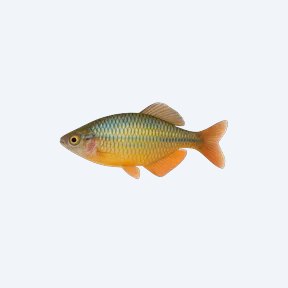 Western Rainbowfish (Melanotaeniidae sp.) in a planted freshwater aquarium