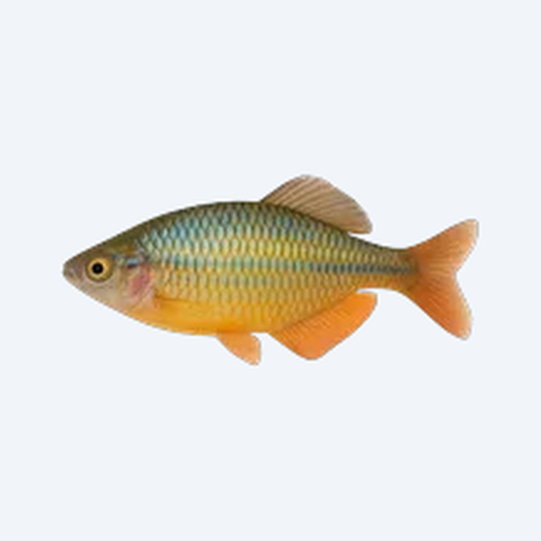 Western Rainbowfish (Melanotaeniidae sp.) in a freshwater aquarium