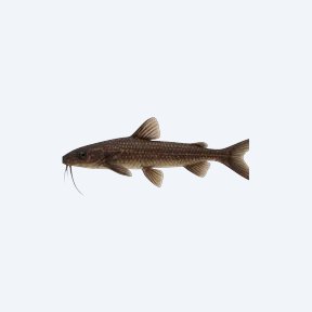 Whiptail Catfish (Siluriformes sp.) in a planted freshwater aquarium