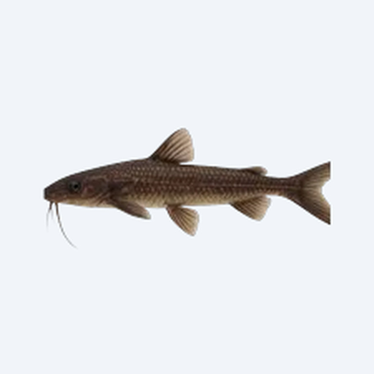 Whiptail Catfish (Siluriformes sp.) in a freshwater aquarium