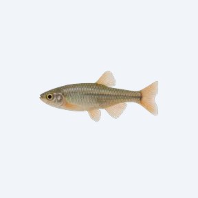 White Cloud Mountain Minnow (Tanichthys albonubes) in a planted freshwater aquarium