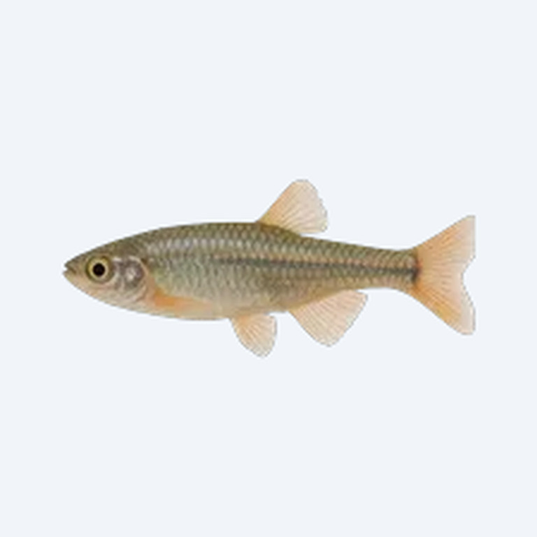 White Cloud Mountain Minnow (Tanichthys albonubes) in a planted freshwater aquarium