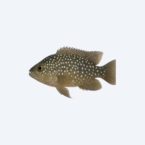 White-Spotted Cichlid (Cichlidae sp.) in a planted freshwater aquarium
