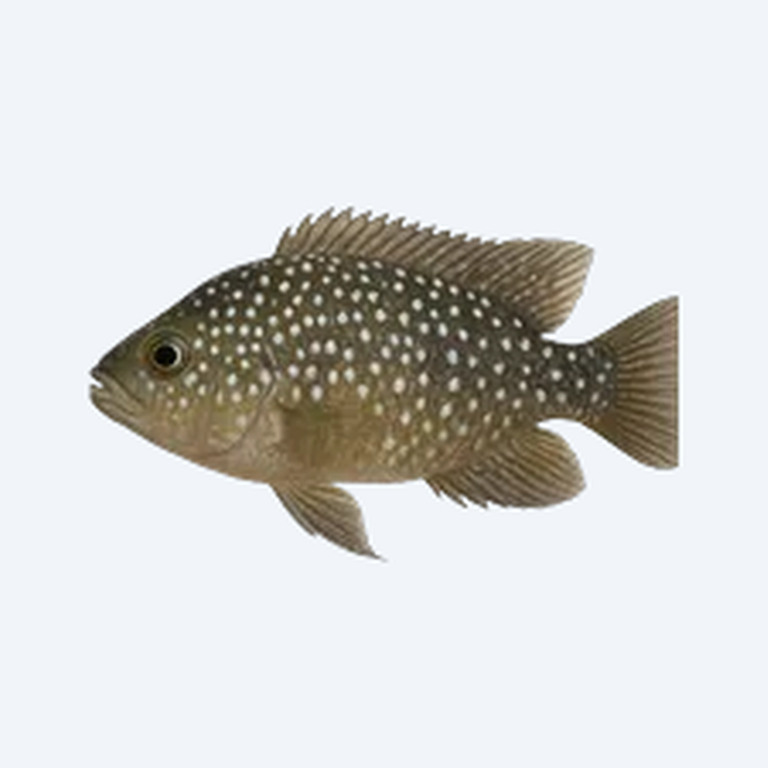 White-Spotted Cichlid (Cichlidae sp.) in a freshwater aquarium