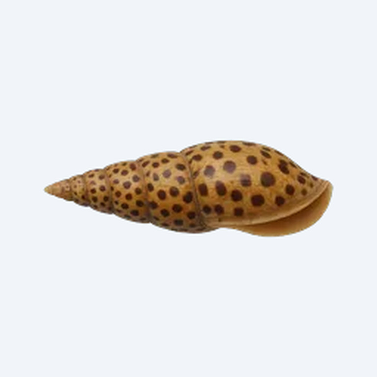 White Spotted Rabbit Snail (Tylomelania sp.) in a freshwater aquarium