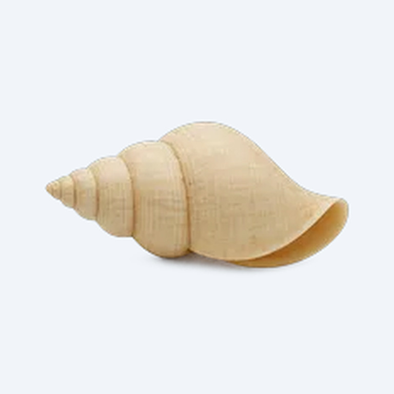 White Wizard Snail (Tylomelania sp.) in a freshwater aquarium