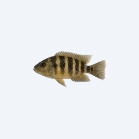 Wolf Cichlid (Parachromis dovii) in a planted freshwater aquarium