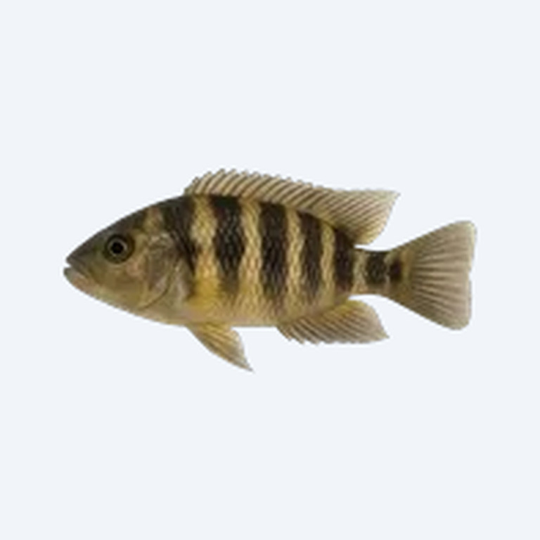 Wolf Cichlid (Parachromis dovii) in a freshwater aquarium
