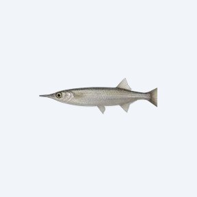 Wrestling Halfbeak (Hemirhamphidae sp.) in a planted freshwater aquarium