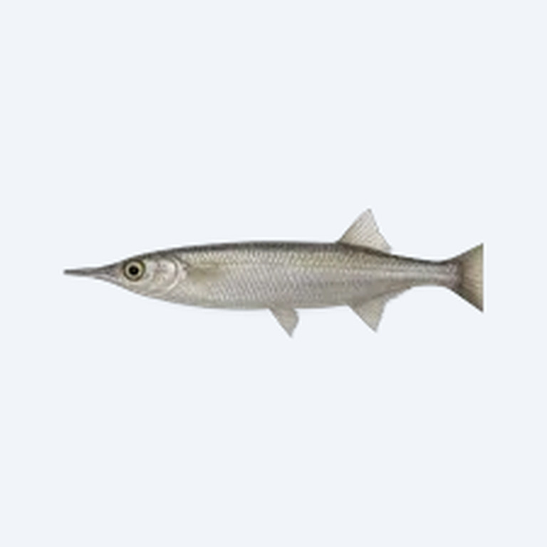 Wrestling Halfbeak (Hemirhamphidae sp.) in a planted freshwater aquarium