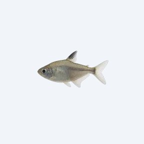 X-Ray Tetra (Pristella maxillaris) in a planted freshwater aquarium