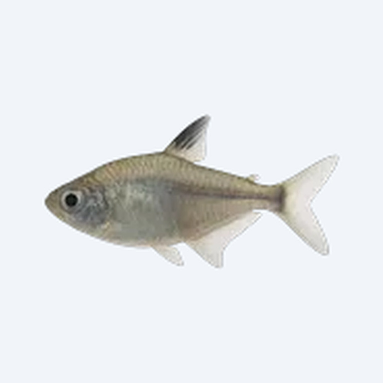 X-ray Tetra (Pristella maxillaris) in a planted freshwater aquarium
