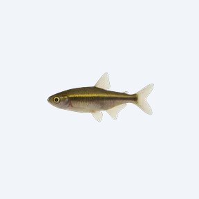 Xenotaenia resolanae (Xenotaenia resolanae) in a planted freshwater aquarium
